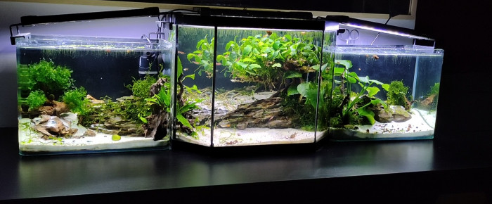 aquarium FISH ROOM , de MarleneMLX