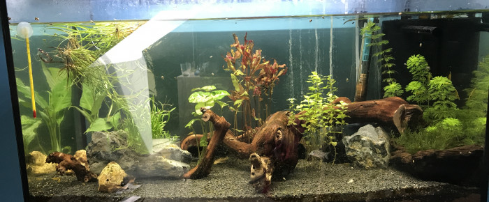 aquarium 105l , de MorganeABT