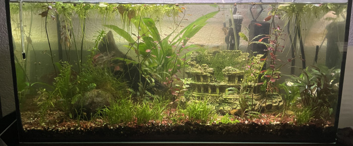 aquarium 60L communautaire , de Jeremyschk