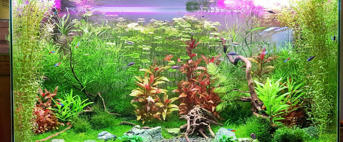 aquarium Mixte Asie Amérique du Sud , de Beley