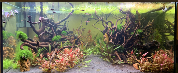 aquarium Eheim Proxima 250 , de AntonyM