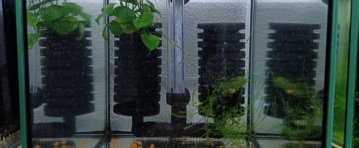 aquarium 441 01 Couple Fundulopanchax gardneri  Nsukka , de Killi26