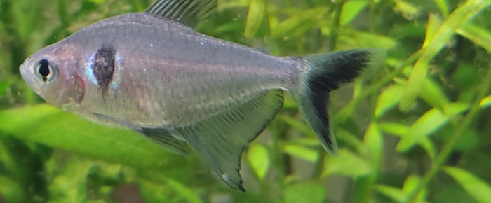 aquarium 1er , de Pistolero