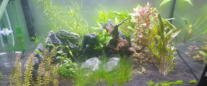 aquarium 200L semi-planté , de Zlagen