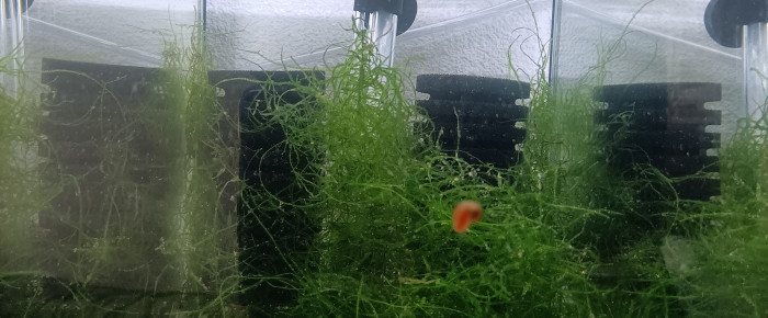 aquarium 431 01 Couple Fundulopanchax gardneri  Nsukka , de Killi26
