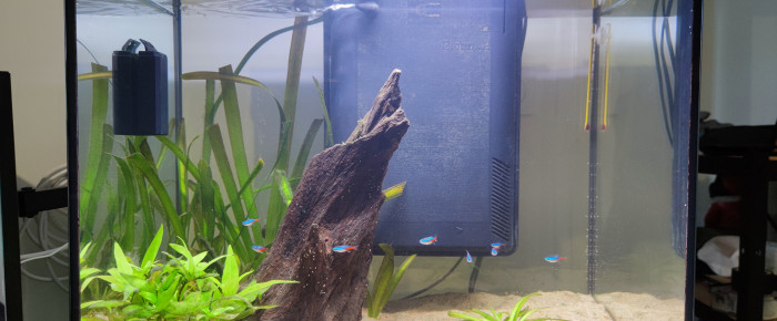 Pourquoi installer un filtre externe pour aquarium ?