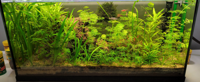 aquarium Biotope communautaire , de Fred40
