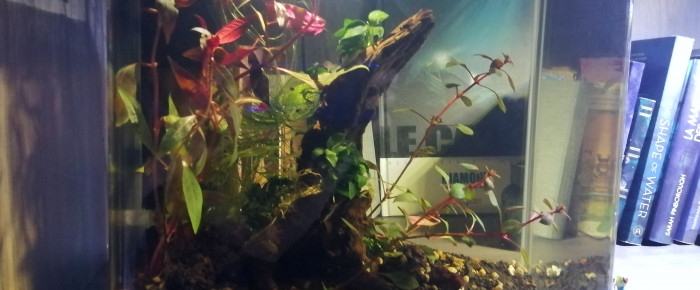 aquarium Sullivan , de marjolabrioche