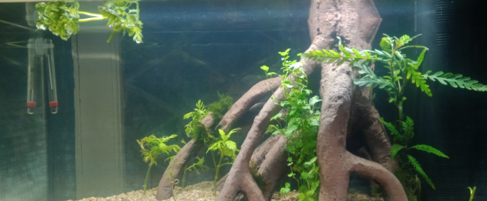 aquarium 60L , de pat-delasvegas