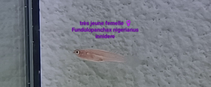 aquarium 422 05 Femelles Fundulopanchax nigerianus innidere , de Killi26