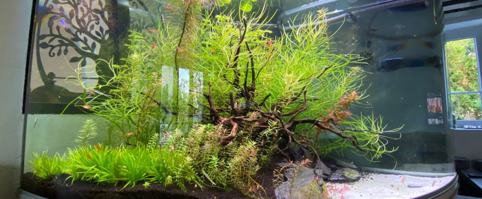 aquarium Rena 350 angle , de Darkeldar93