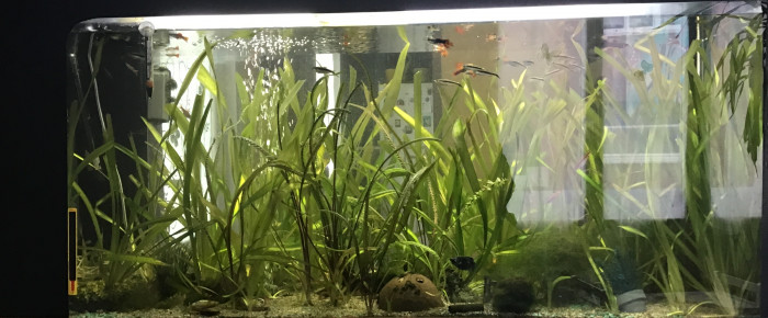 aquarium Aquarium 240l , de Cdmcv