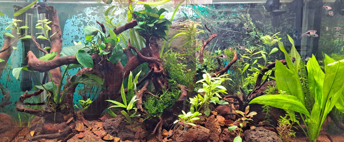 aquarium 100 litres , de Romain76250