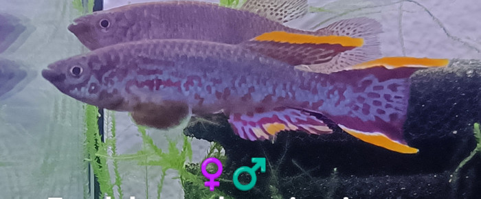 aquarium 442 01 Couple Reproducteur Fundulopanchax nigerianus Innidere , de Killi26