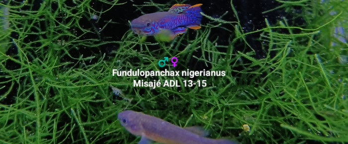 aquarium 241 Oeufs Fundulopanchax nigerianus misajé ADL 13-15 , de Killi26