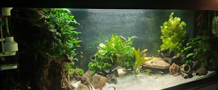 aquarium Juwel Rio 450 , de cecilia-def