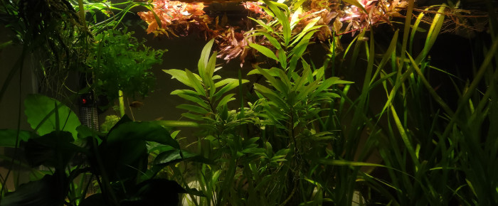 aquarium 60L nanofish , de Shrompy