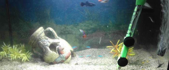 aquarium Mon seul aquarium , de Okapie