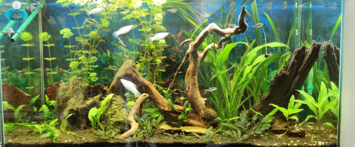 aquarium amazonien , de domizar