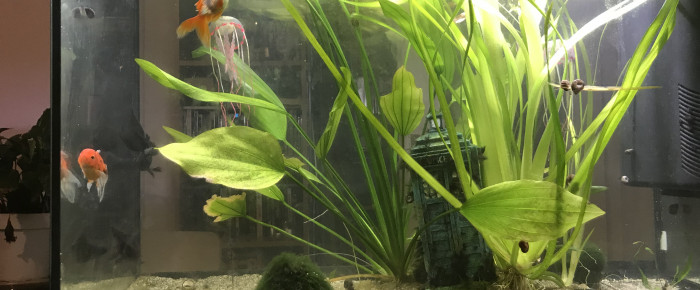 aquarium Eau froide , de Microcosme