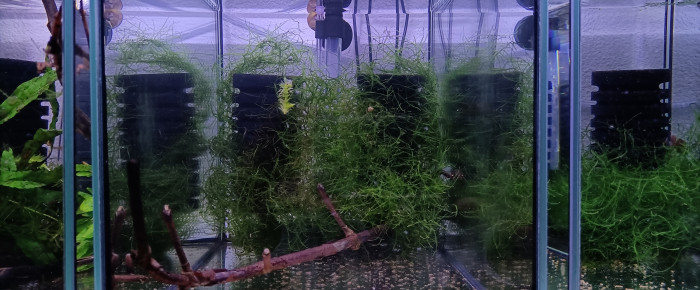 aquarium 332 Quarantaine Aphyosemion jeanhuberi Malinga GBG 93-20 , de Killi26
