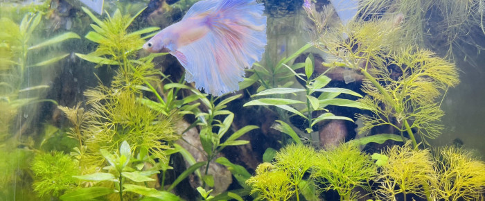 aquarium Nano O.1 , de emmascb