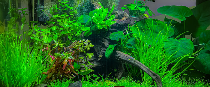 aquarium Piwi Home , de emmascb