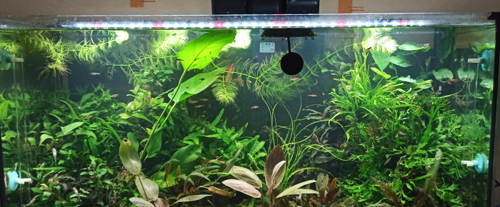 aquarium Aquarium crevette micro poisson , de Mojogi