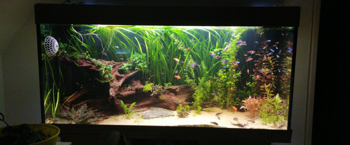 aquarium Juwel Rio 350L , de reno-theo