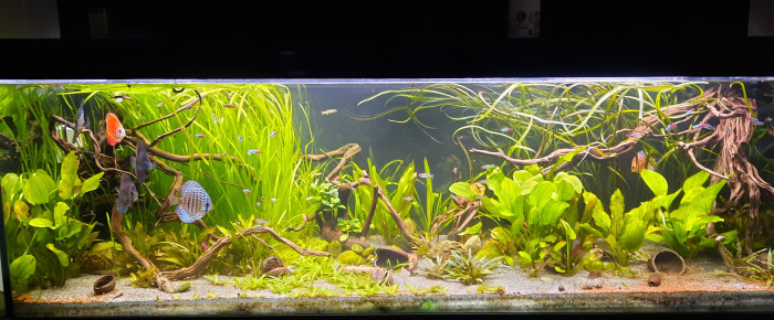 aquarium 660 l Amazonien , de Rich09
