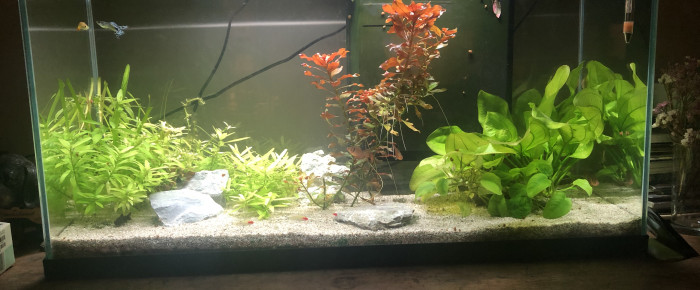 aquarium Green paradise , de Merlouh