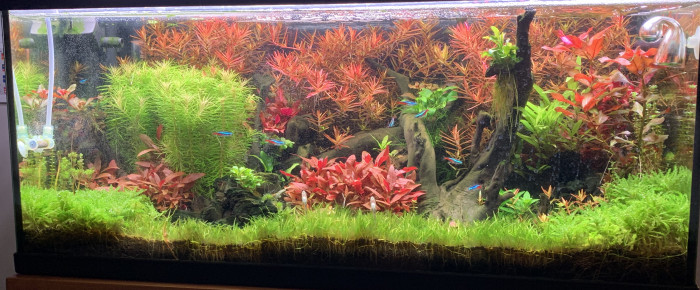 aquarium Aquascaiping  80l , de Antmich31