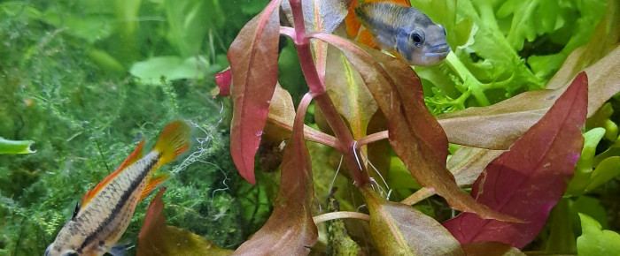 aquarium apistogramma cacatuoides , de zozo