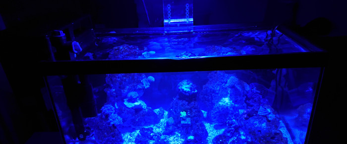 aquarium Pico Reef 30L , de Anhtu