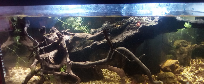aquarium Andromède , de laurent-galichet