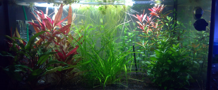 aquarium Aquarium 60 L , de avellana