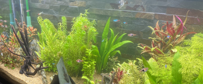 aquarium Aquarium 200L , de EricD54