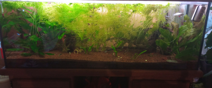 aquarium 240 l , de Artemis