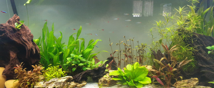 aquarium Amazonien , de Val30