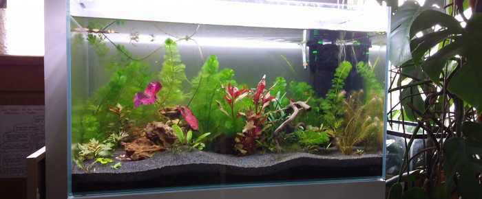 aquarium 80L , de Elodee.42