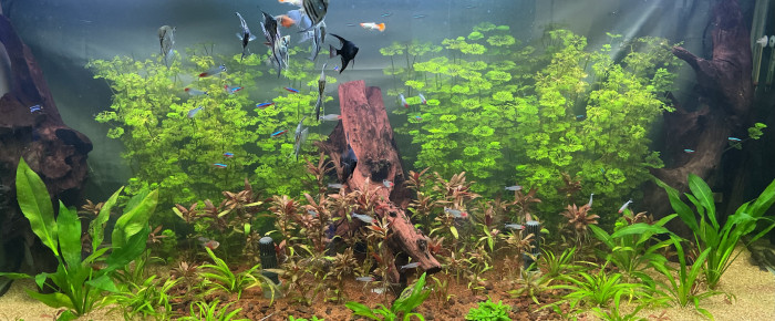 aquarium Amaz600 , de Ry0uK