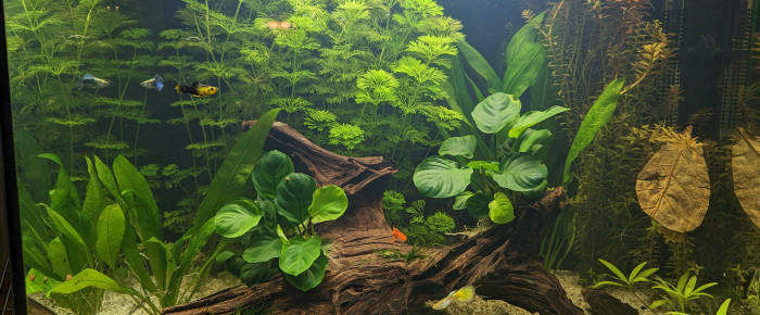 aquarium Juwel Lido 120 , de sgauge