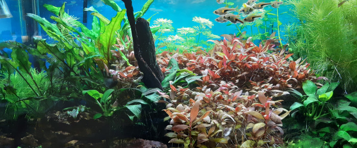 aquarium Naturel , de LAPAQUELLERIE