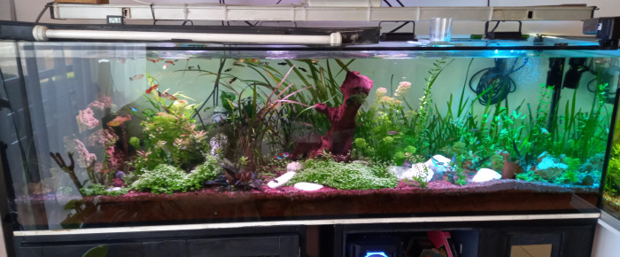 aquarium le 600 litres , de aurelien-peru