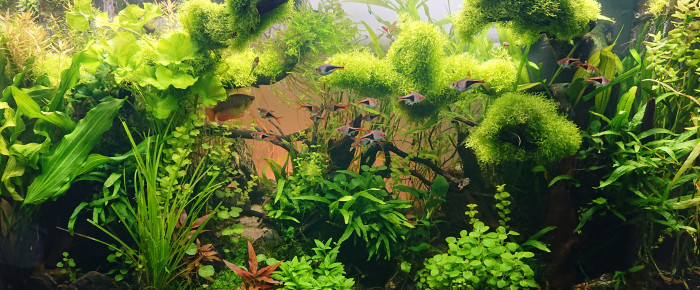 aquarium Bornéo aquascape jungle , de Anhtu