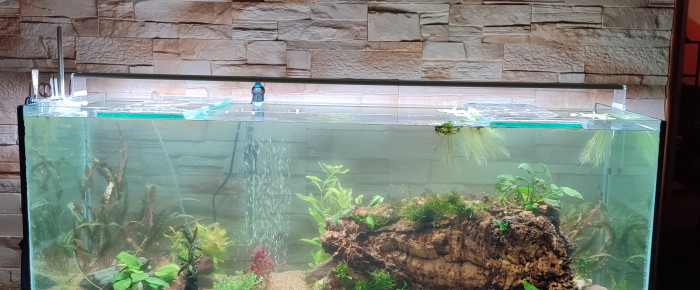 aquarium 240l mars 2023 , de Titof518