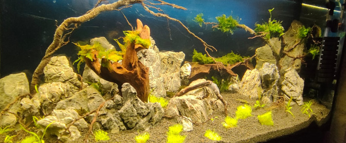 aquarium Shrimpland 2 , de Eucalyptus