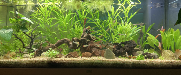 aquarium Communautaire , de Virginie31