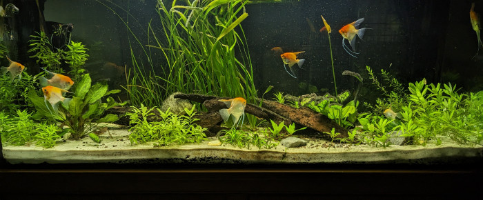 aquarium Aquarium 500L , de Blitz