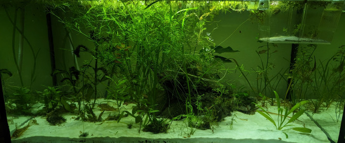 aquarium Communautaire 120L , de Blitz